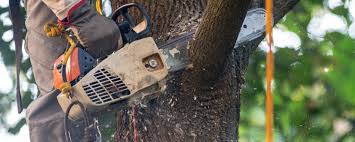 Best Firewood Processing and Delivery  in Mayfair, CA