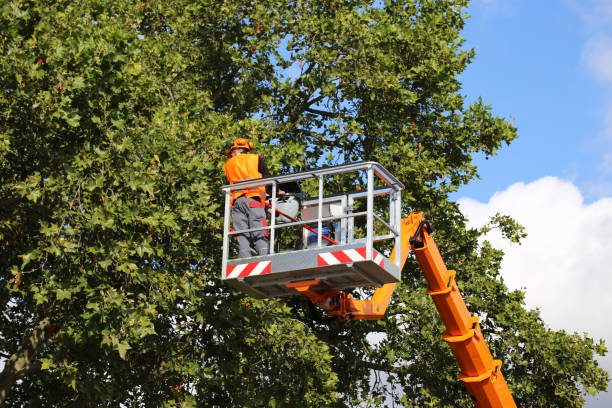 Best Storm Damage Tree Cleanup  in Mayfair, CA
