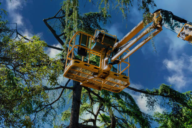 Mayfair, CA Tree Removal Company