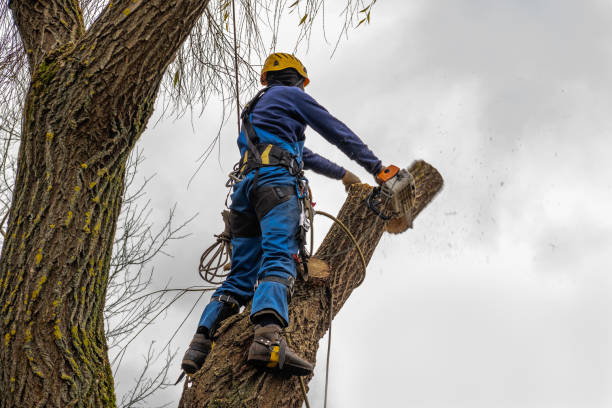 Best Emergency Tree Removal  in Mayfair, CA