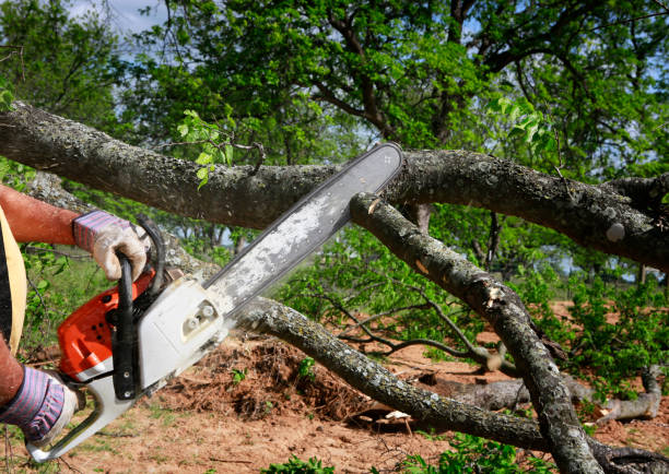 Best Tree Health Inspection  in Mayfair, CA